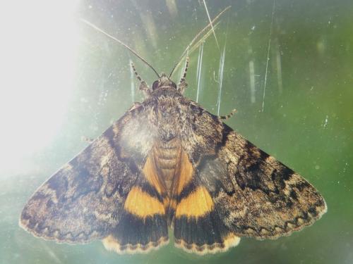 Catocala nymphagoga